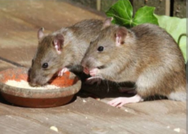 5 Tips Ampuh Usir Tikus Tanpa Racun yang Aman untuk Anak